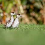 如何下载麻将胡了PG版本,畅享游戏乐趣 01wvil