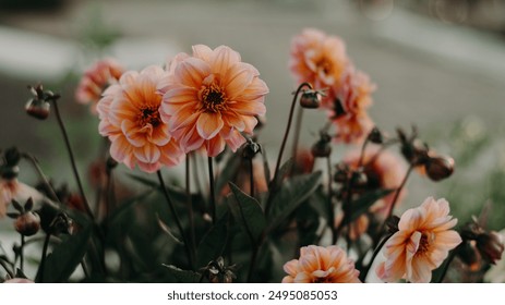 女神娱乐的多元化发展：从音乐到影视的全方位探索