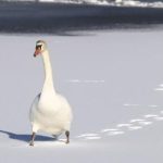 奔驰宝马游戏电玩城的热门游戏推荐与玩法解析 tcu63f